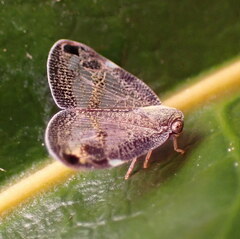 Parapiromis translucida