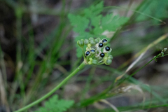 Allium tricoccum