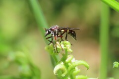 Daptolestes limbipennis