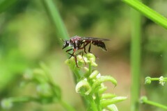 Daptolestes limbipennis