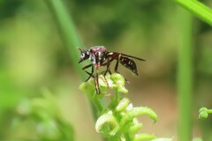 Daptolestes limbipennis