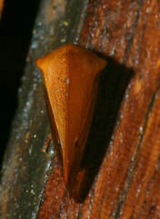 Cymbomorpha