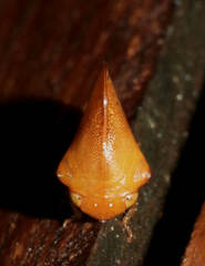 Cymbomorpha