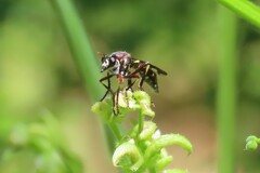 Daptolestes limbipennis