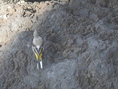 Motacilla cinerea patriciae