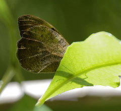 Heteronympha mirifica