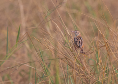 Cisticola juncidis