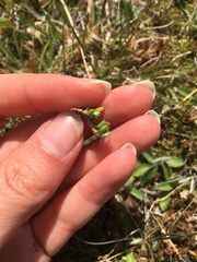 Coprosma atropurpurea