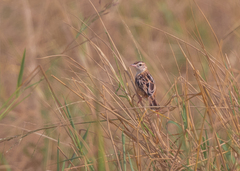 Cisticola juncidis