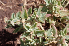 Atriplex suberecta