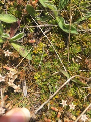 Coprosma atropurpurea