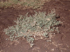 Atriplex suberecta