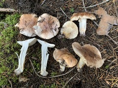 Tricholoma stans