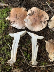 Tricholoma stans
