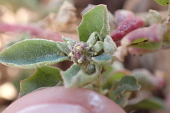 Atriplex suberecta