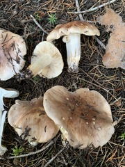 Tricholoma stans