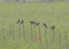 Hirundo rustica