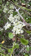 Scandia geniculata