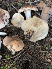 Tricholoma stans