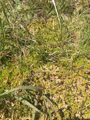 Crassula sinclairii