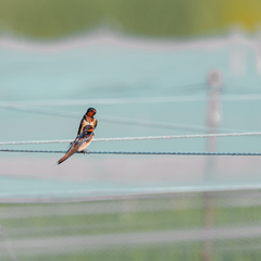 Hirundo rustica