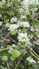 Scandia geniculata