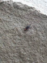 Endeodes collaris
