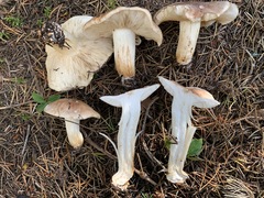 Tricholoma stans