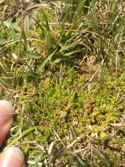 Crassula sinclairii