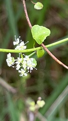 Scandia geniculata