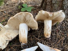 Tricholoma stans