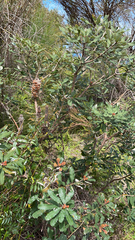 Banksia integrifolia