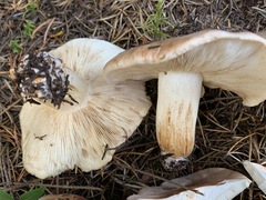 Tricholoma stans