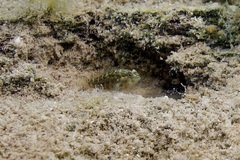 Asterropteryx semipunctata