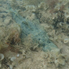 Cymbacephalus beauforti