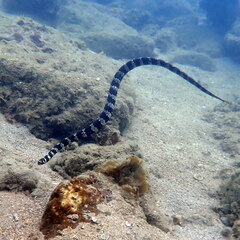 Emydocephalus annulatus