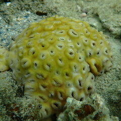 Palythoa tuberculosa