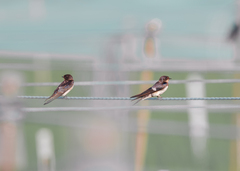 Hirundo rustica