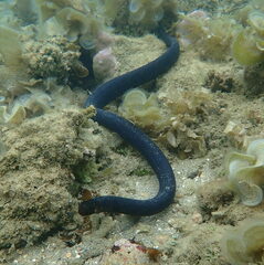 Emydocephalus annulatus