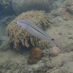 Parupeneus barberinus