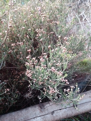 Erica umbellata
