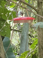 Philodice mitchellii