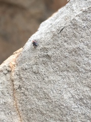 Endeodes collaris