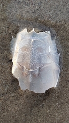 Blepharipoda occidentalis