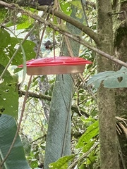 Philodice mitchellii