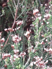 Erica umbellata