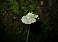 Mycena chloroxantha