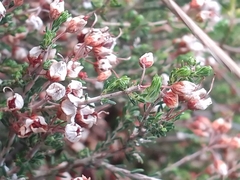 Erica umbellata