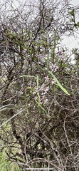 Parsonsia capsularis