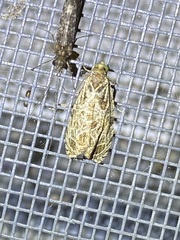 Olethreutes permundana
